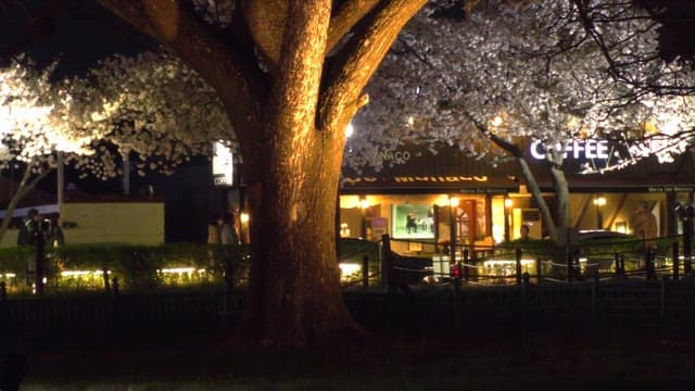 Beautiful street with a lit tree at night