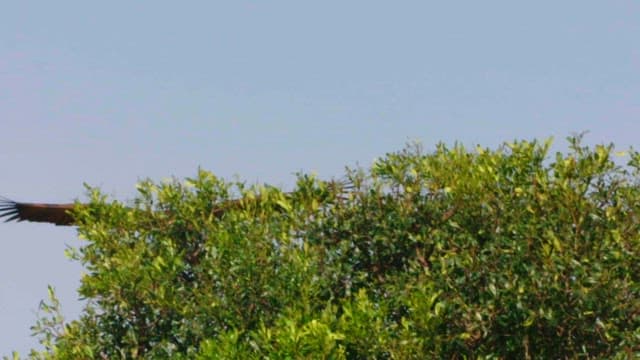 Soaring Bird of Prey in Clear Blue Sky