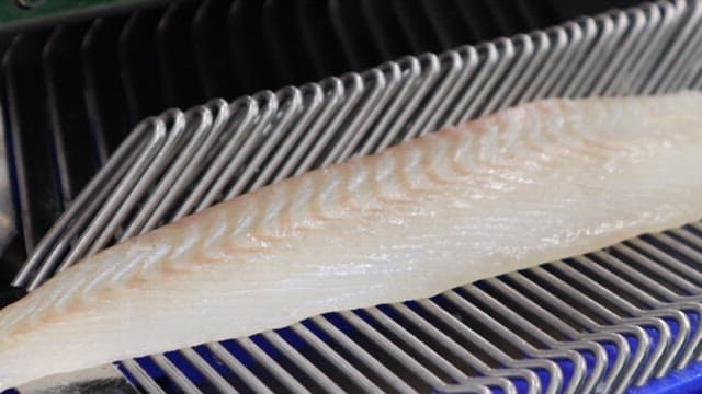 Fish Being Processed by a Slicing Machine in a Factory