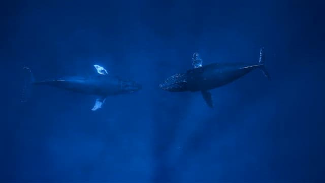 Two humpback whales communicating in the deep sea