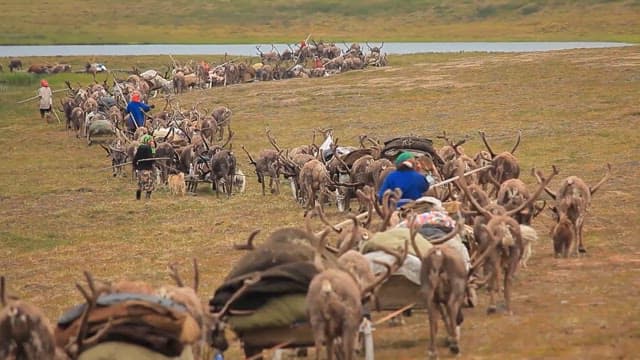 Herders Managing Reindeer by a Lake