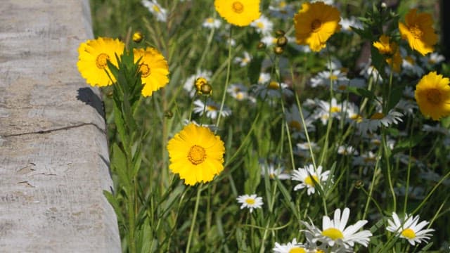 Daisy and wild yellow flowers along a concrete path