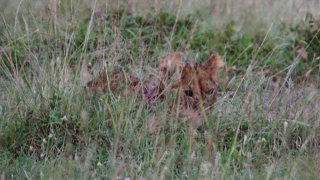 Hidden Lion Cub in the Grass