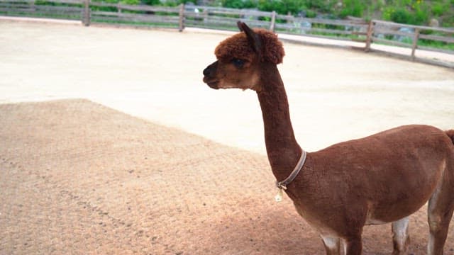 Single alpaca standing in an open enclosure