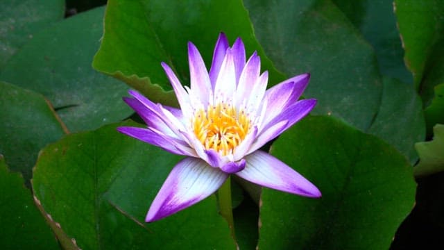 Close-up of a vibrant purple water lily blooming.