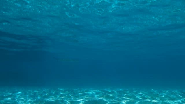 Lone Shark in the Ocean