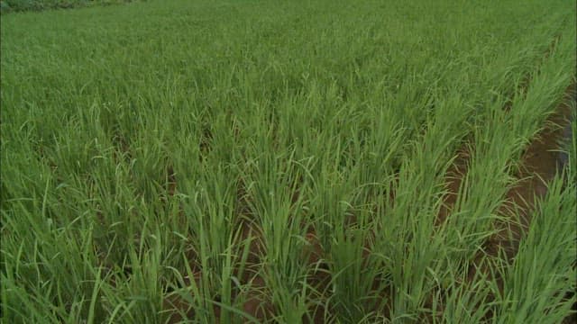 Farmers working in a lush green field