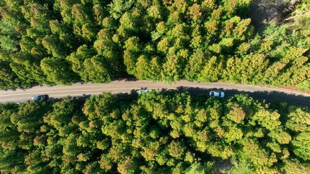 Scenic road through a dense forest