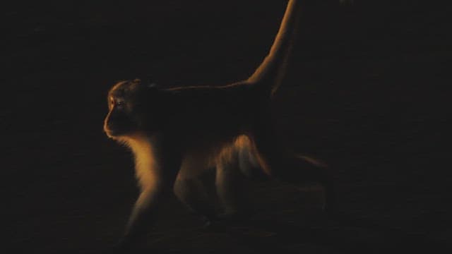 Monkeys Wandering the Streets at Night