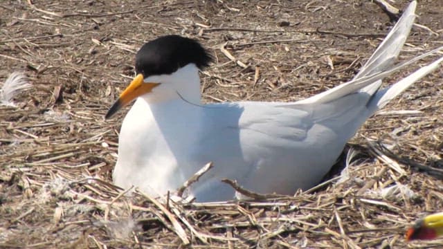 Tern sitting in a nest on the ground during the daytime