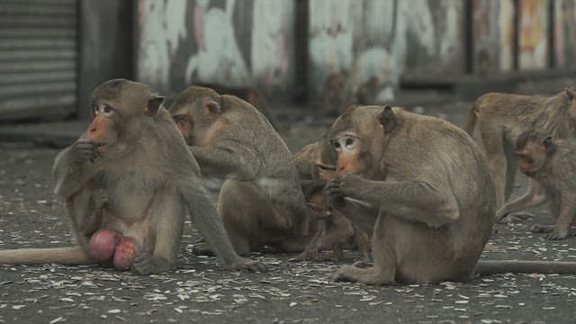 Monkeys Sitting Together on the Ground and Eating