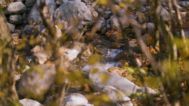 Hidden Stream Among Forest Stones