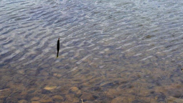 Clear lake with a moving fishing rod and bait