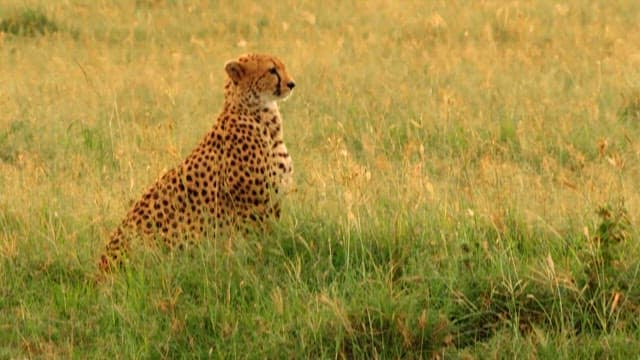 Cheetah Looking Out Over the Savanna