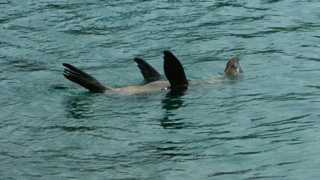 Seal Swimming in the Ocean
