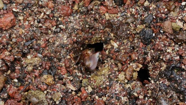 A Crab Peeking Out of Its Seaside Hole