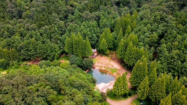 Secluded house surrounded by dense forest