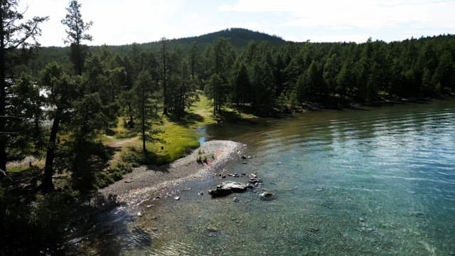 Serene forest by a clear lake