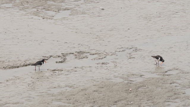 Pair of oystercatcher foraging in the mud