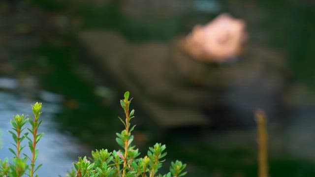 Frog with Protective Colors on a Rock in a Pond