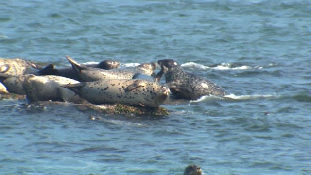 Seals basking on a rocky shore in the sunlight