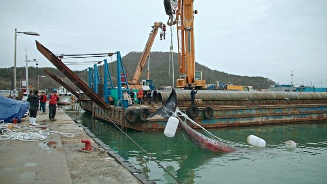 Dead whale being lifted by a crane at a dock