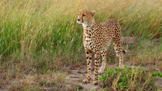 Cheetahs Walking in the Grassland