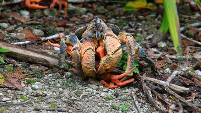 Colorful Crab in a Natural Habitat