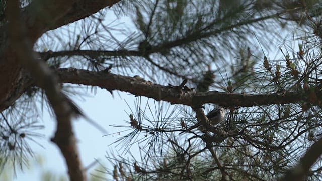 Small Bird Perched on a Pine Tree Branch