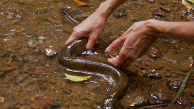Hands gently holding an eel in a stream