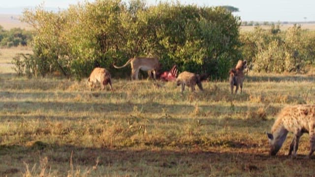 Hyenas and Lion Feeding on Prey in the Wild