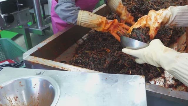Workers making godeulppaegi kimchi on stainless steel worktop in a food factory
