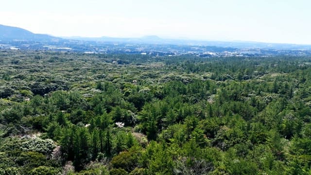 Vast forest landscape with distant mountains
