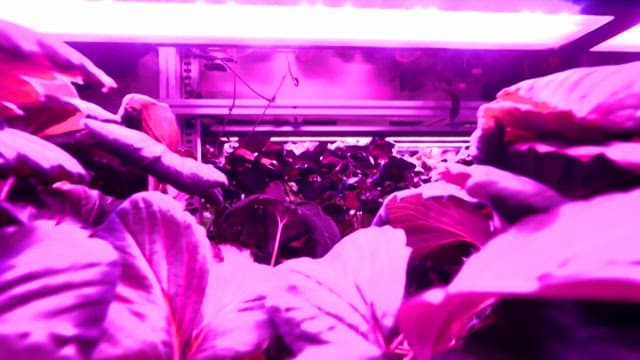 LED lights illuminating plant leaves