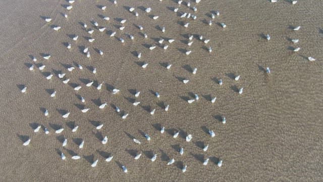 Seagulls gathered on a sandy beach