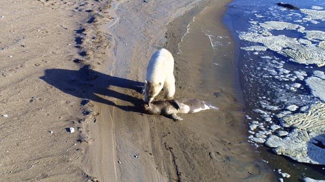 Polar Bear Feeding on Seal by Waterside