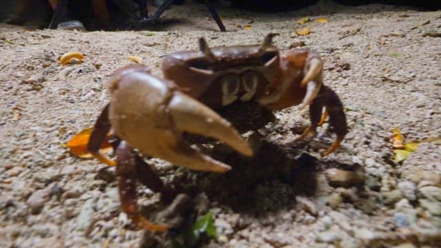Crab on sandy ground at night