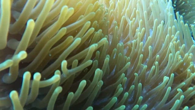 Clownfish swimming among sea anemones