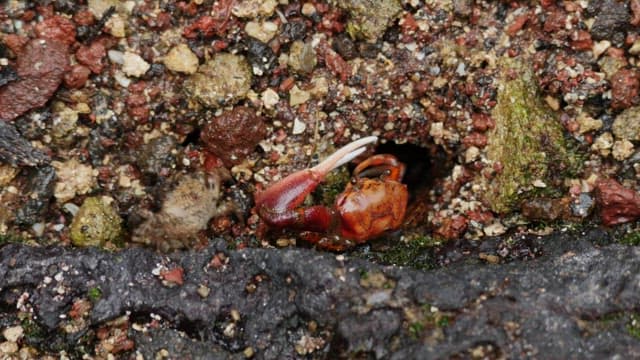 Crabs in Camouflage in the Natural Environment