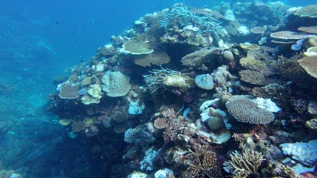 Vibrant coral reef teeming with marine life
