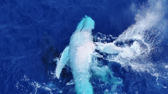 Humpback whale slapping the surface of the water with its fin in the vast blue sea