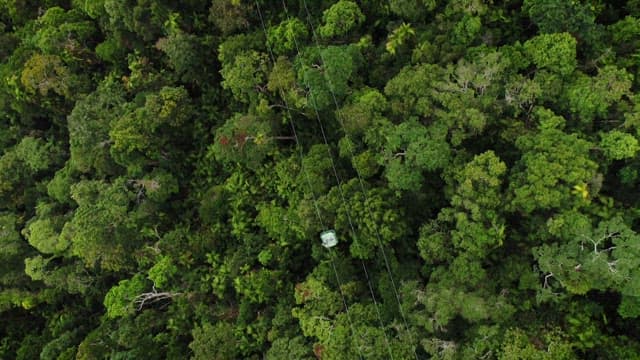 Aerial view of a dense forest with cable cars