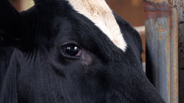 Big eyes of spotted milk cow in barn