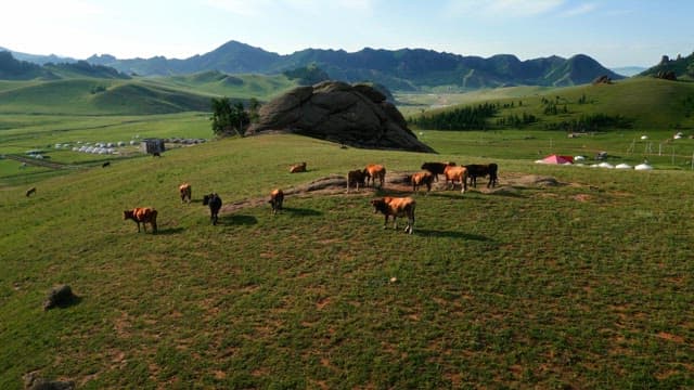 Cows grazing on a vast green pasture