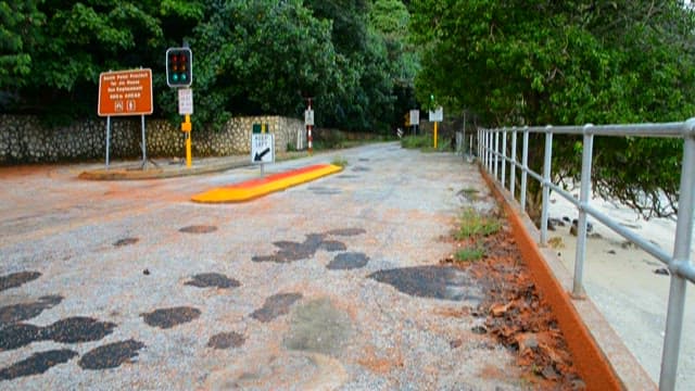 Red small crabs passing on the road with a view of the green forest