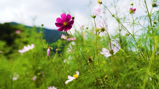 Vibrant Wildflowers in a Sunlit Meadow