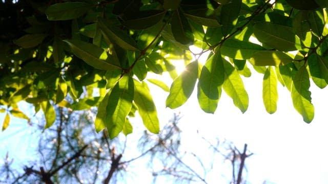 Sun-dappled view through trees on a sunny day