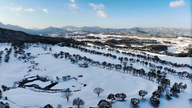 Snow-Covered Landscape with Pine Trees