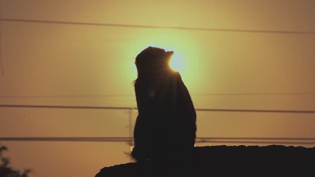 Monkey silhouette against the setting sun