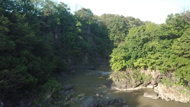 Scenic River Flowing Through a Lush Forest